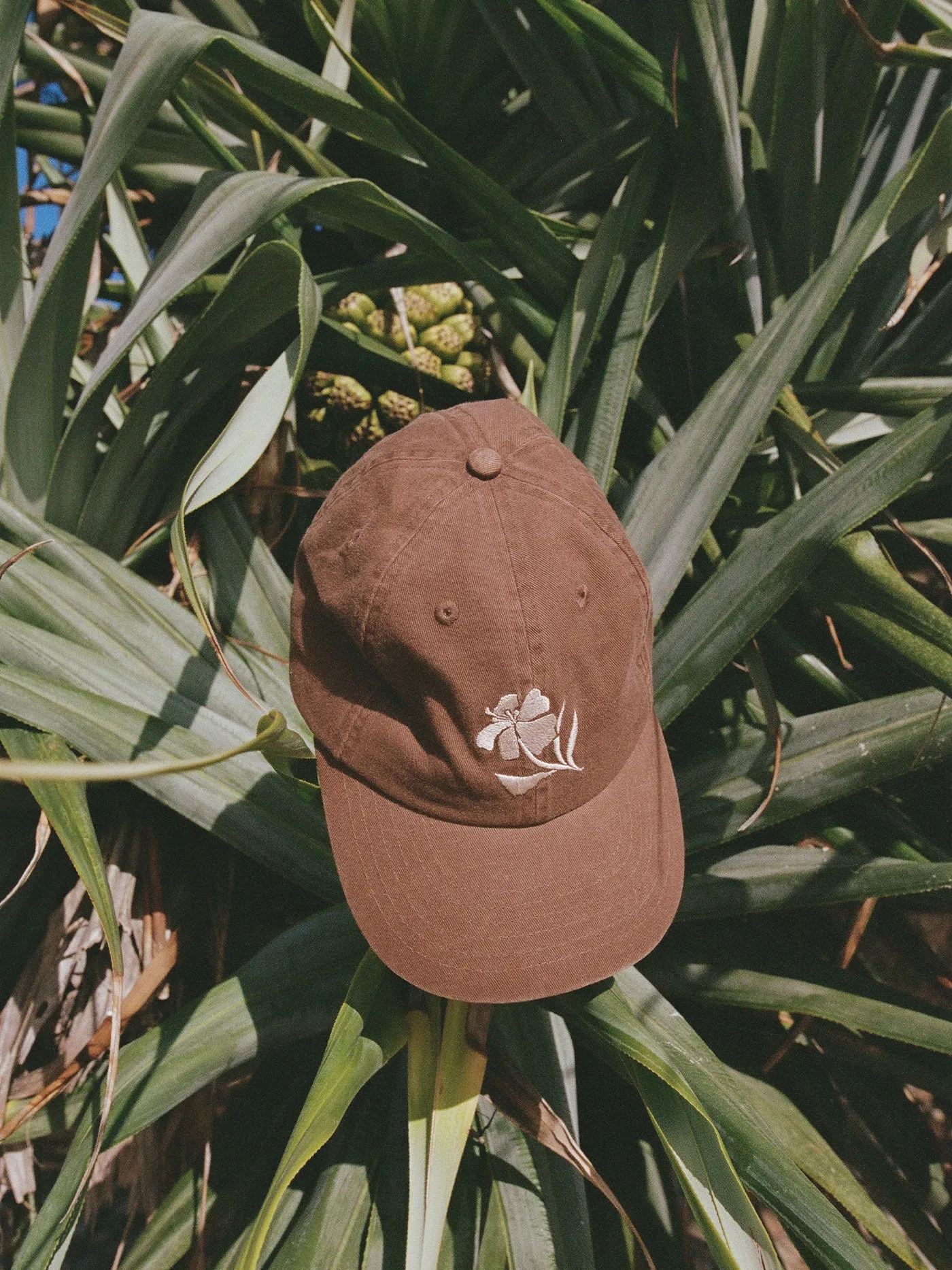 Ascent Cap | Umber